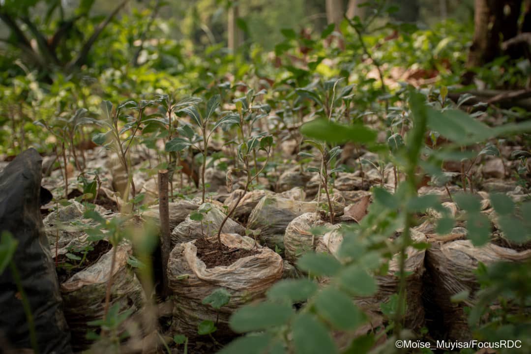 focus_rdc's tweet photo. Focus_RDC vous propose  une serie des photos  digne de ce nom sur l'arbre  une ressource essentielle pour une société.
Crédit Photos : Moïse Muyisa M3.

Suivez-nous sur Instagram 

#FocusRDC
#Batotoyabeni
#virungafondation 
#Creationcare https://t.co/okkPobOeWJ