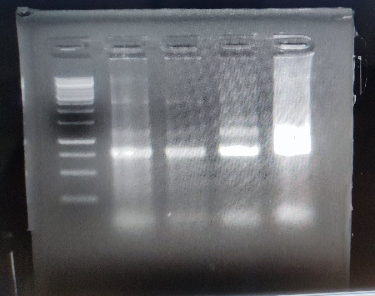 COshimath's tweet photo. Gel doc of your RNA isolation be like... 
#mealybugs https://t.co/c65hI9Vs6o