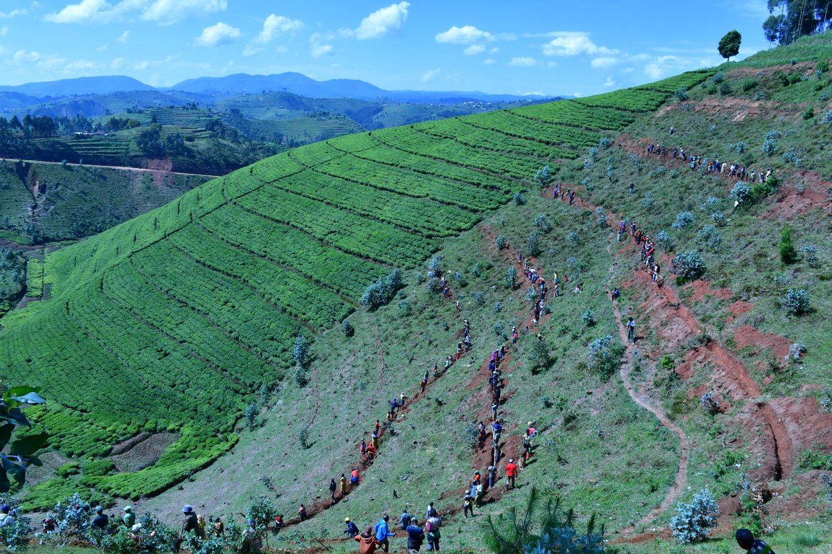 Nyamagabe's tweet photo. Muri iki gitondo, abaturage ba #Nyamagabe bari mu muganda rusange usoza ukwezi kwa Mutarama, mu Murenge wa #Buruhukiro, Akagari ka #Rambya kuri site ya Gitovu harimo haracibwa imirwanyasuri kuri hectares 4. https://t.co/lTb37owz80