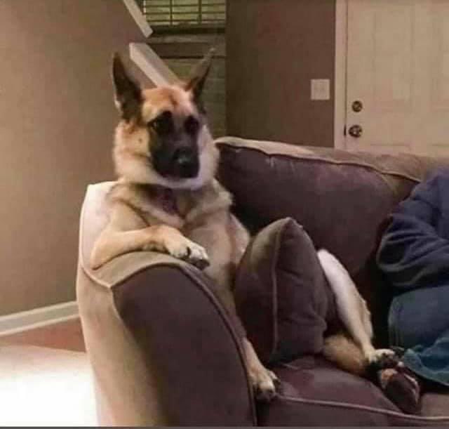 Other people: "We don't allow any animals on the furniture."
The Matta's family dog: