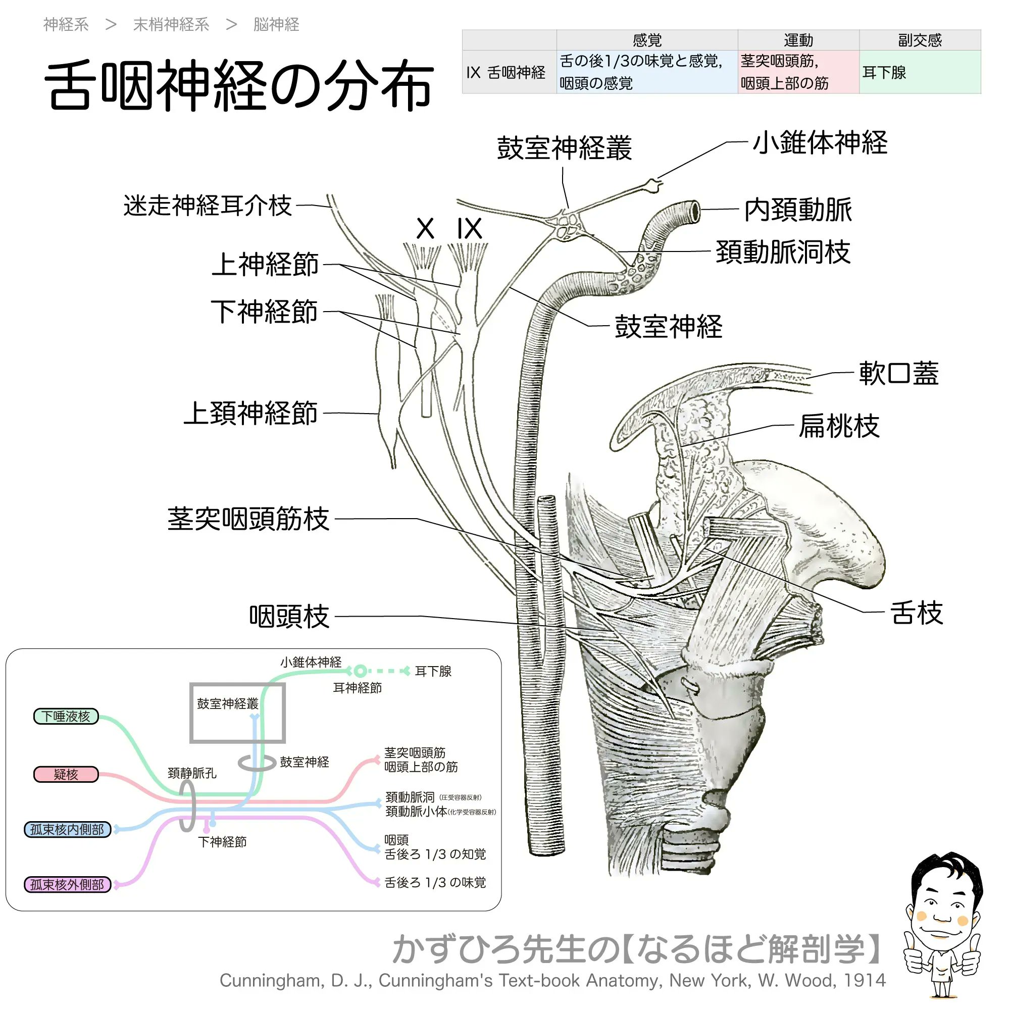かずひろ先生 なるほど解剖学 on Twitter 
