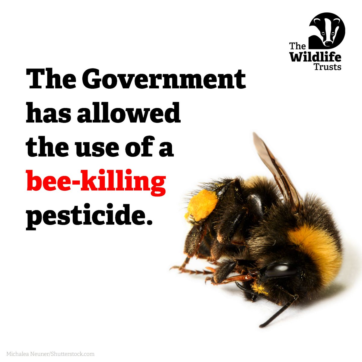 For the third year in a row, UK Gov has: 
❌Approved the use of a banned bee-killing pesticide. 
🐝 Gone against the advice of its own experts. 

Urge your MP to debate the use of banned pesticides on 1 Feb & we could put a stop to this. #SayNoToNeonics - wtru.st/say-no-neonics…