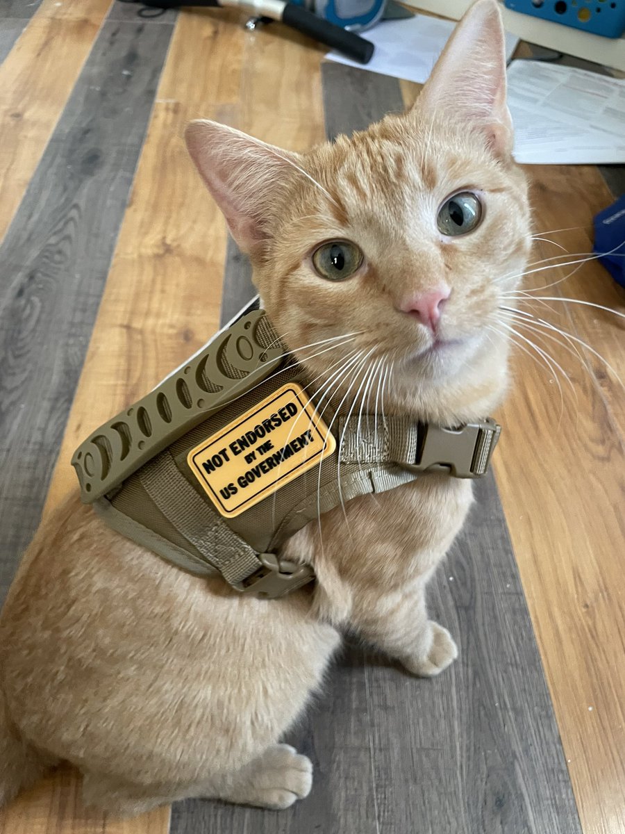 brileh_'s tweet photo. Fred outgrew his vest for his leash so I got him a new tactical harness https://t.co/Sp8mPnvvym
