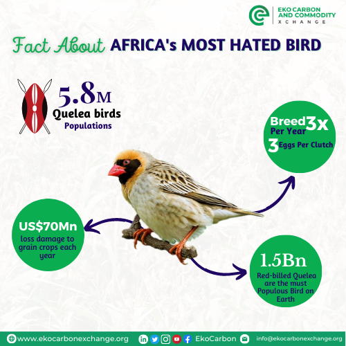 EkoCarbon's tweet photo. Kisumu County is facing an uninvited guest - the red-billed quelea birds! The Ministry of Agriculture has allowed avicide spraying to contain the pest, but some environmental groups are pushing for alternative solutions.
👉https://t.co/TQeyM8LPWQ
#Quelea #Agriculture #disaster https://t.co/XpXCrEWVhw