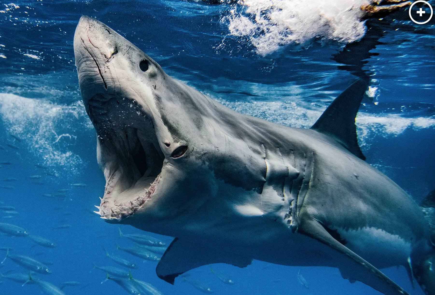 Great White Shark Decapitates Diver In First Fatal Attack Of 2023 Report