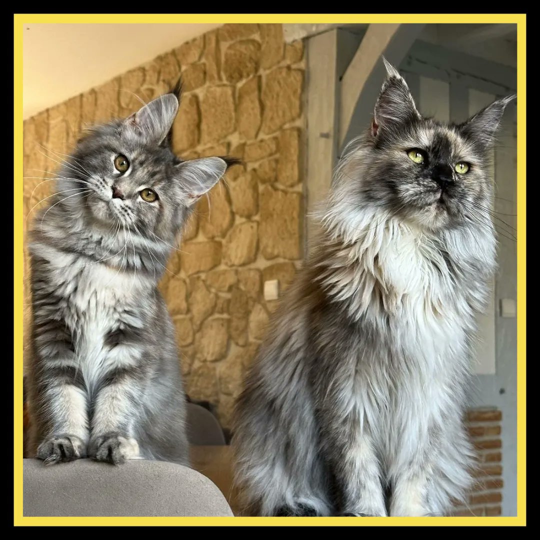 Wow It’s lovely looking ❤ 
#mainecoon,#mainecooncat,#mainecooncorner,#mainecoonkittens,#mainecoongram,#mainecoonlover,#mainecoonstagram,#mainecoonoftheday,#mainecoonhouse,#mainecooncats