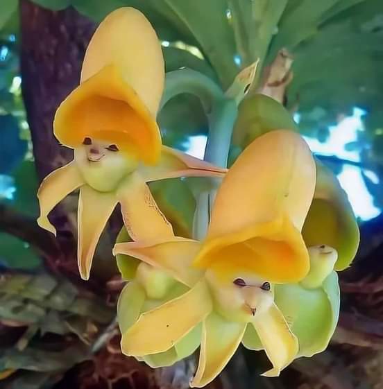 🌱🌾🌱

Güzel Ülkemin Güzel InsanlarıNa SELAMLAR....!!!  😍😍

Sarı Yüzlü Güneş Orkideleri
#SÜBHANALLAH