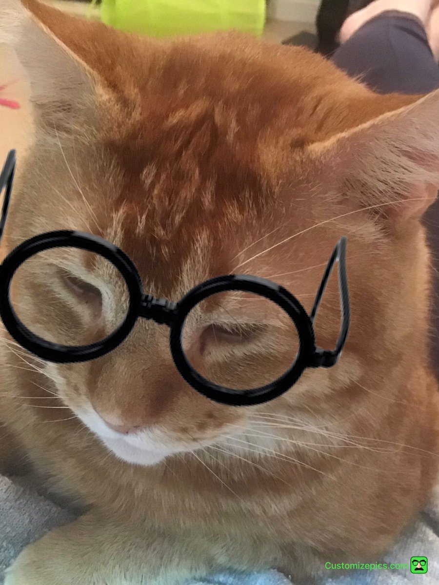jmw176's tweet photo. #CatsofTwitter #Caturday #StudiousSaturday Mum has been asked to consider studying for a data technician qualification through the Digital Academy at work. I think she’s too old 😹😹😹 https://t.co/Np7MKE4bvE
