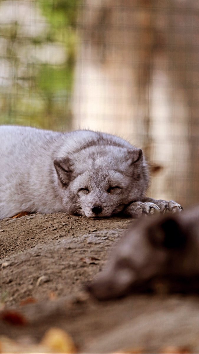 Moin Outdoorlovers
#gm #Nature #teutoburgerwald #osnabrück #portrait #fox #animaladdict #Relaxation #Outdoors #osnabrückerland #polarfuchs #explore #moin #cosy #makesomething #photography #everydayadventure #portraitphotogaphy #osnabrückmodel #photo #cuteanimals