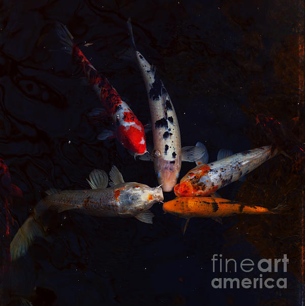LeslieDye3's tweet photo. New artwork for sale! - "Koi Fish Water Fire Dance 3" - https://t.co/meWITStG5C @fineartamerica https://t.co/NKY33rosUl