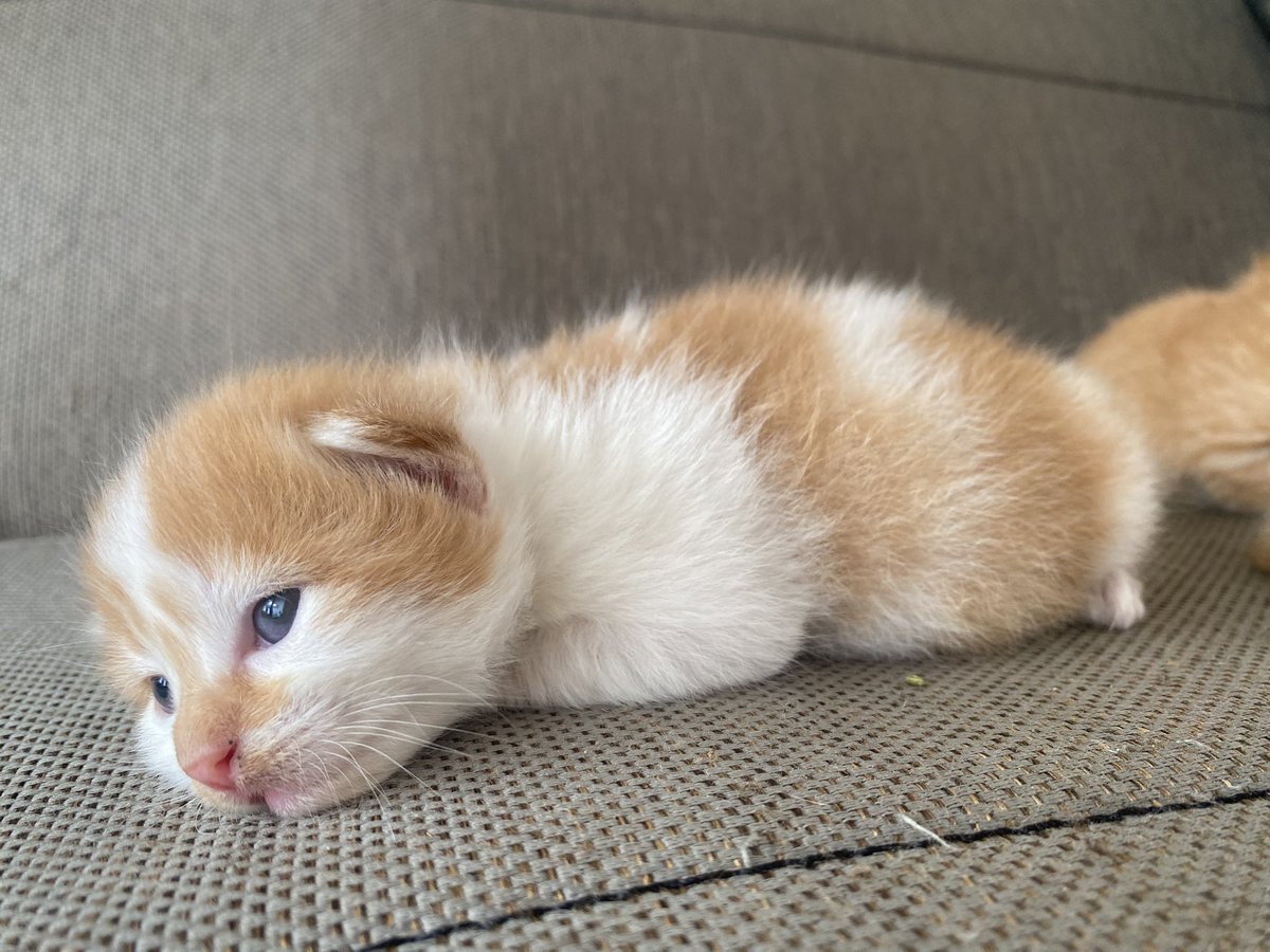 kochengfs's tweet image. 🐈‍⬛ bangau oh bangau, kenapa engkau kuyus