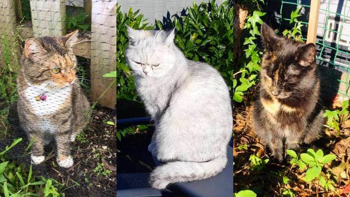 Dan Taipua tweet media