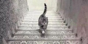 El gato sube o baja la escalera ? los leo ..