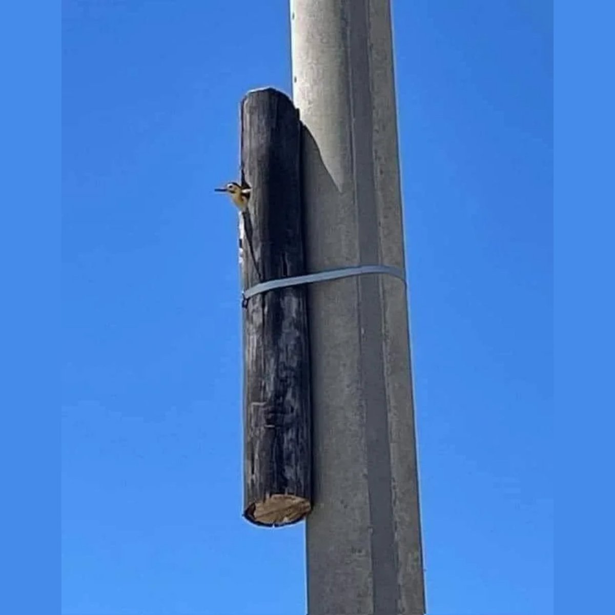 Love this. They kept the woodpeckers home.