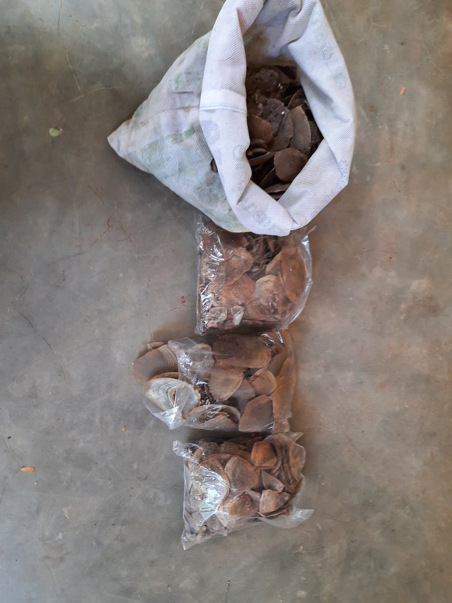 Kudos to team @tnforestdept @WCCBHQ and @wti_org_india for a collaborative effort to curb pangolin scales trade in Cumbum, TN. Team recovered approx 3 kgs of pangolin scales from local wildlife traffickers
@PangolinCrisis @SavePangolins @ifawglobal @StateINL @UNODC_ENV @USFWS