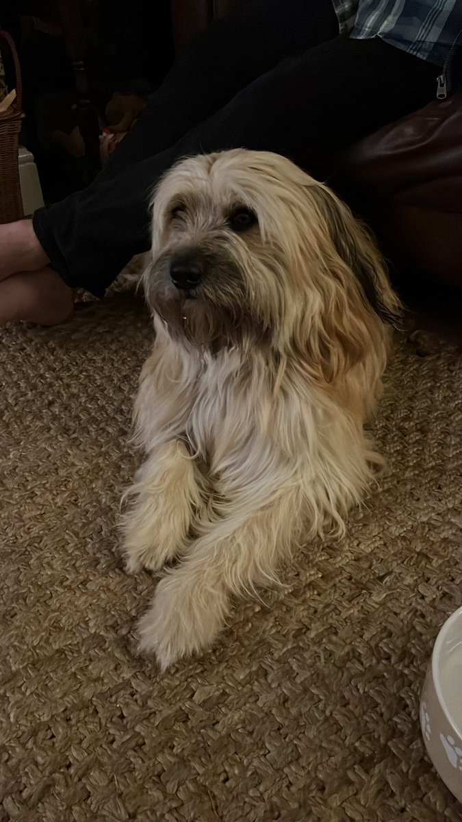 I kept mummy &amp; daddy awake all night,  moaning - hate dat cone.  So they took it off and daddy was with me part the night and mummy the other.   I’ve been a Gud boy and not touched my wound - they tell me off when I try