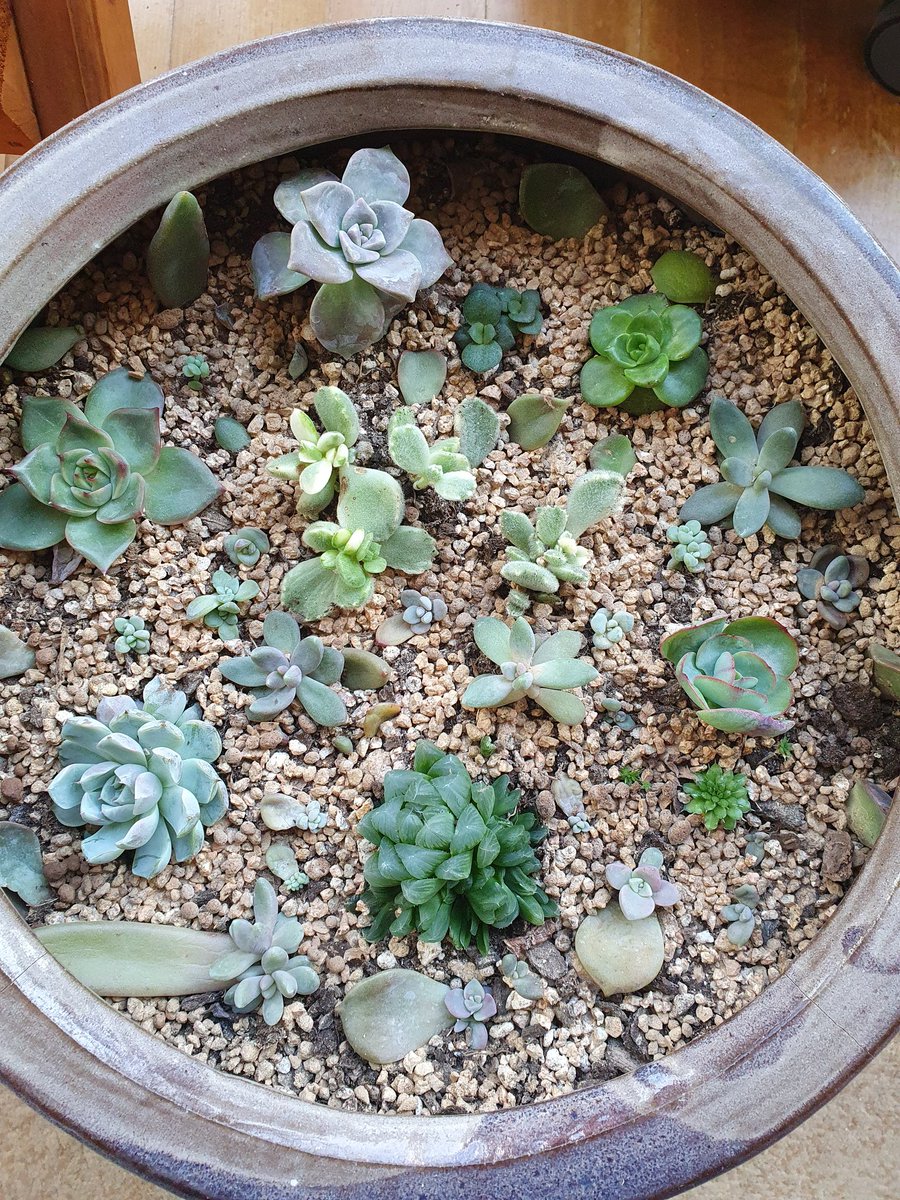 meehyun2's tweet image. 다육이는 느리다. 시간이 키우는 아이들^^
#다육이키우기 #다육이