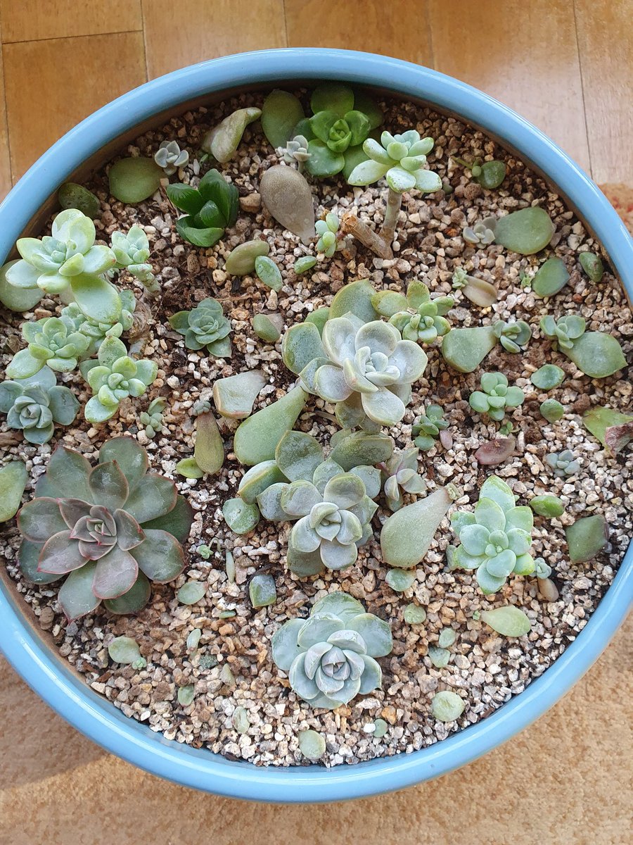 meehyun2's tweet image. 다육이는 느리다. 시간이 키우는 아이들^^
#다육이키우기 #다육이