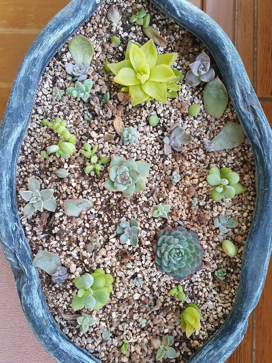 meehyun2's tweet image. 다육이는 느리다. 시간이 키우는 아이들^^
#다육이키우기 #다육이