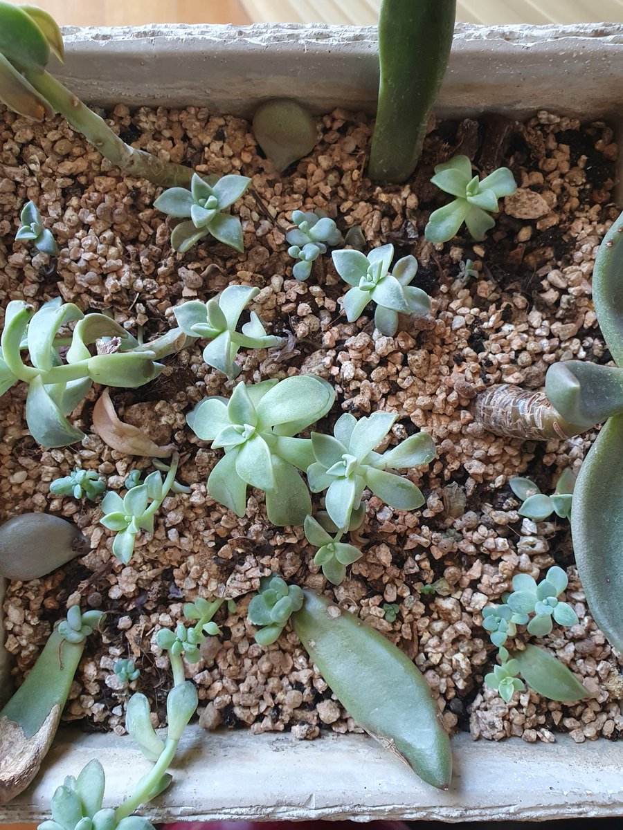 meehyun2's tweet image. 다육이는 느리다. 시간이 키우는 아이들^^
#다육이키우기 #다육이