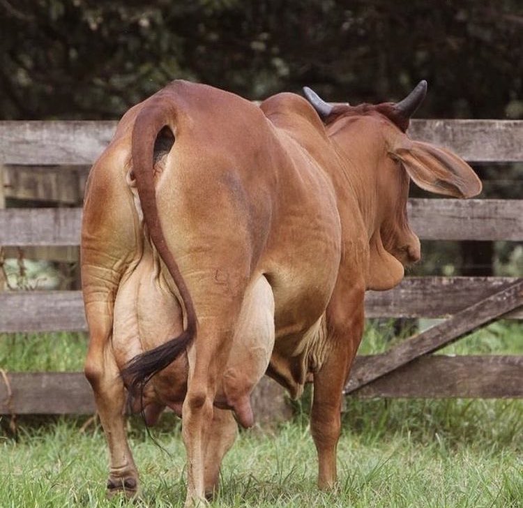 Do you have an interest in dairy cows? Please like and retweet!