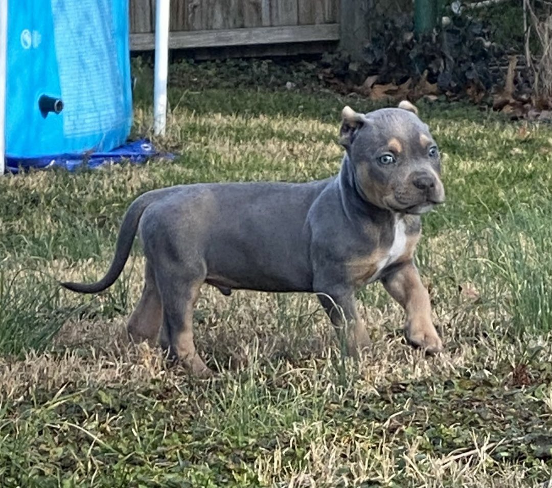 Blowed9's tweet photo. Blue tri blue eyed beauty, who wants him? Going for 3500 UTD on everything, ABKC papers in hand! https://t.co/jv5mLrEGG7