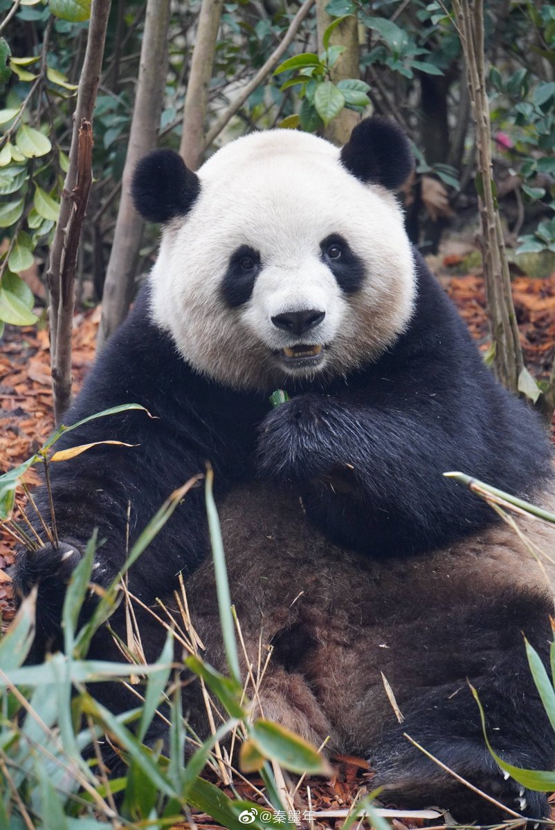 lightmints's tweet photo. RouRou (Mei Lan) 
Ctto https://t.co/twEuGZsF0M