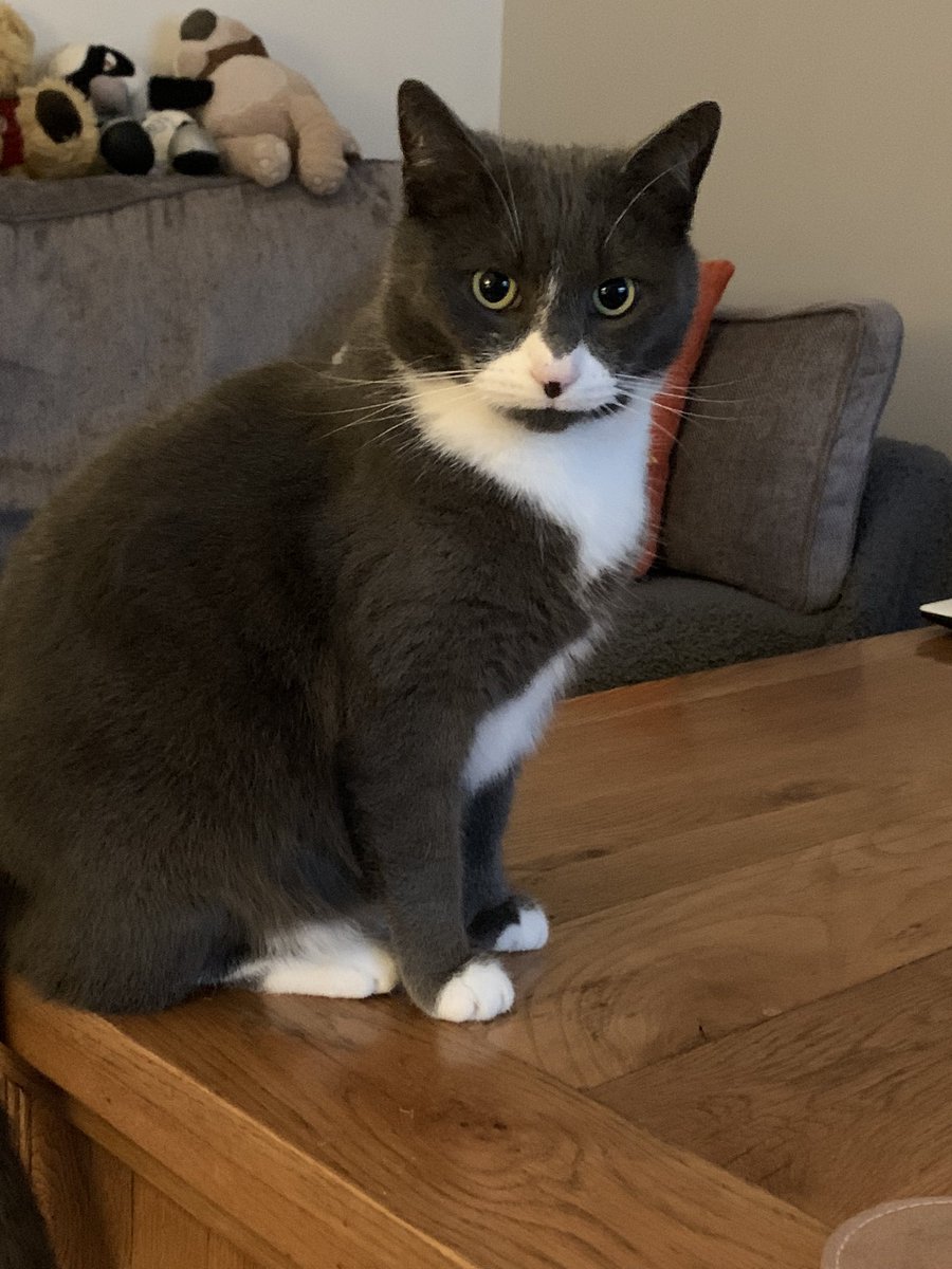 PoppyAndMolly2's tweet image. Dear pals my brother Alfie has been missing from home since Jan 26th. We are all frantic 😿 Please can we ask anyone in the Bader Avenue area of Churchdown in Gloucester to check their sheds and garages. We are missing him so much. Thank you Poppy and mum 😿❤️ @newstartcats