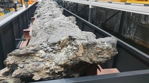 kvibe_yonhap's tweet image. Check out this Cenozoic #fossilwood that has been designated as a natural monument in S. #Korea! 🌲🌳

k-odyssey.com/news/newsview.…