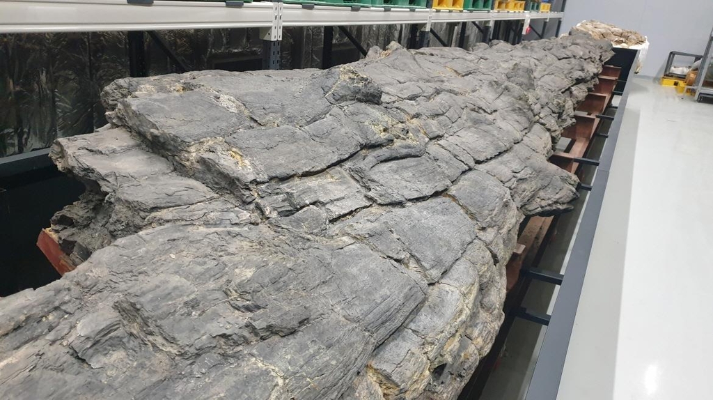 kvibe_yonhap's tweet image. Check out this Cenozoic #fossilwood that has been designated as a natural monument in S. #Korea! 🌲🌳

k-odyssey.com/news/newsview.…