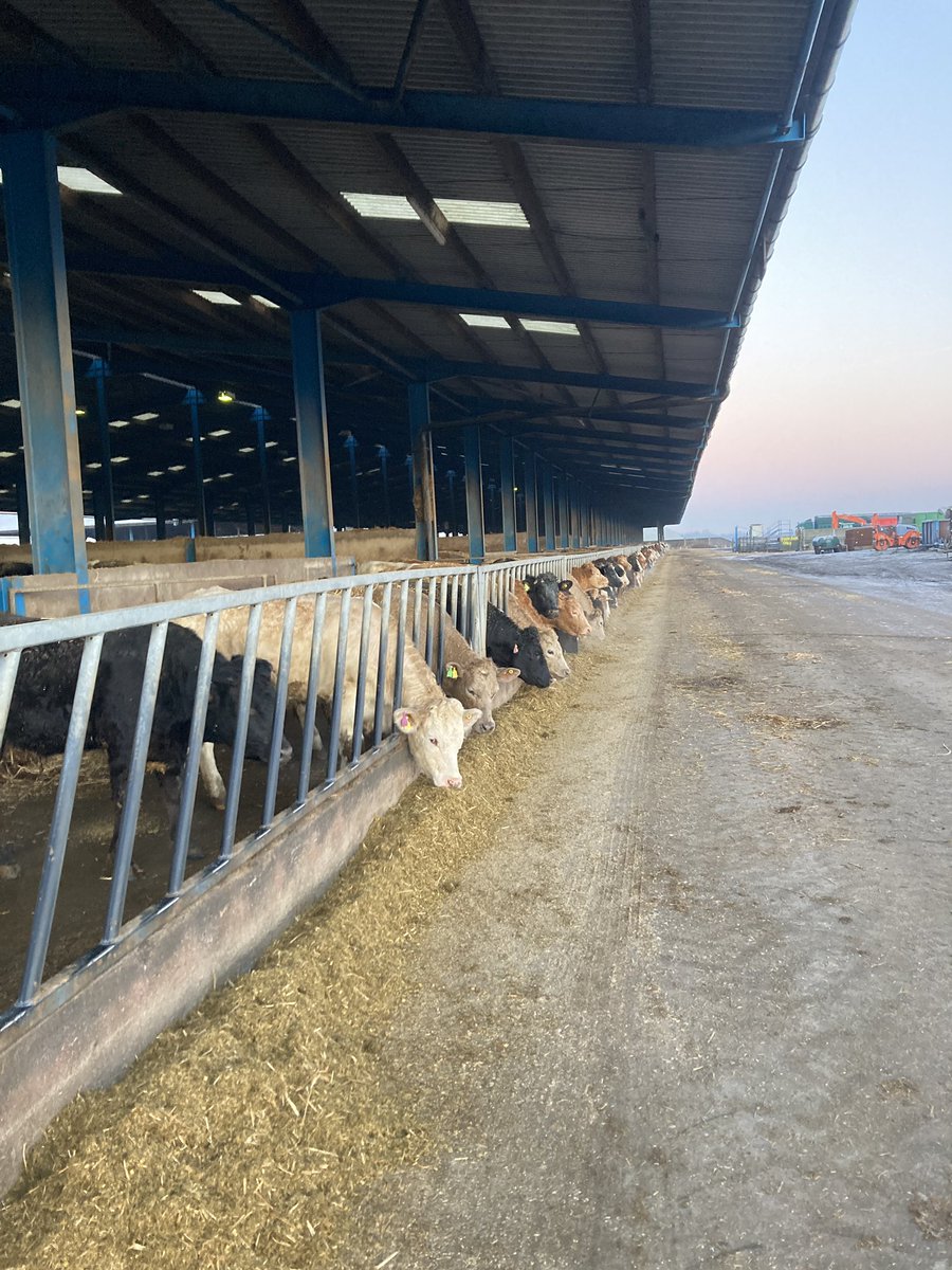 ChanterTom's tweet image. Fingers crossed for a warm wet spring. Silage clamps won’t fill themselves….