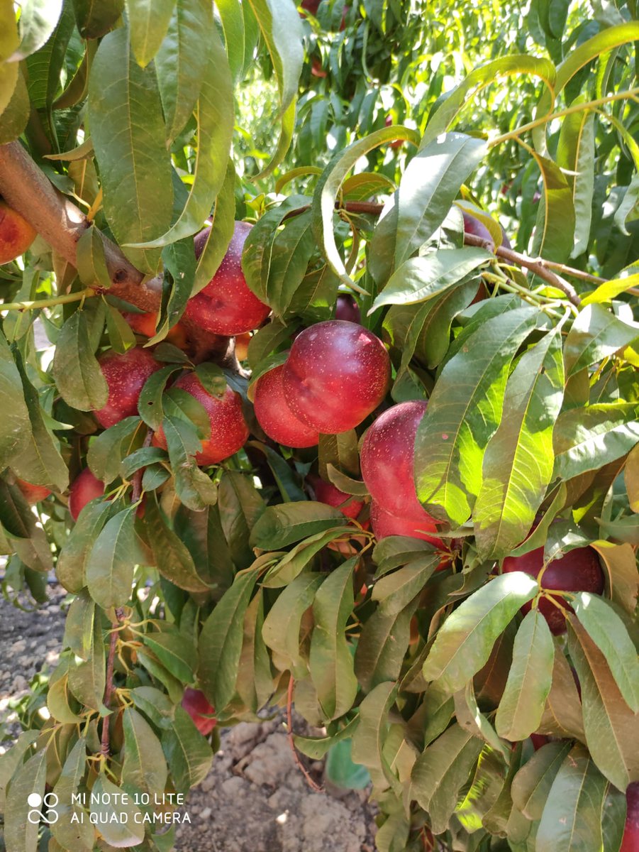 El sistema de cooperatives del Baix Segre ha estat una llarga tragèdia econòmica per a molts pagesos, però s ha de reconèixer que a Aitona hi ha l excepció.
La cooperativa d Aitona segueix desde fa molt de temps funcionant molt bé i adaptant-se als nous temps.
Felicitats!