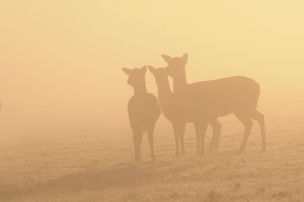 A Year with Deer tweet media