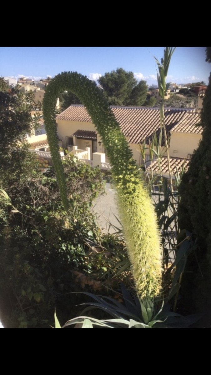 Corderagirl's tweet image. In other news, my agave plant in Spain is having a cracking time…. 😂🇪🇸🌵#spurt