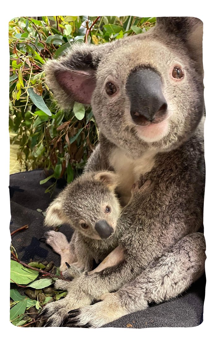 TerriIrwin's tweet photo. When a mama koala comes to @AustraliaZoo’s Wildlife Hospital, we want their baby to stay with them during treatment. We make sure to treat any injuries, and also keep our mother &amp; baby patients calm, happy, and together. Each individual life is valued and special. https://t.co/PGfMX9JX7a