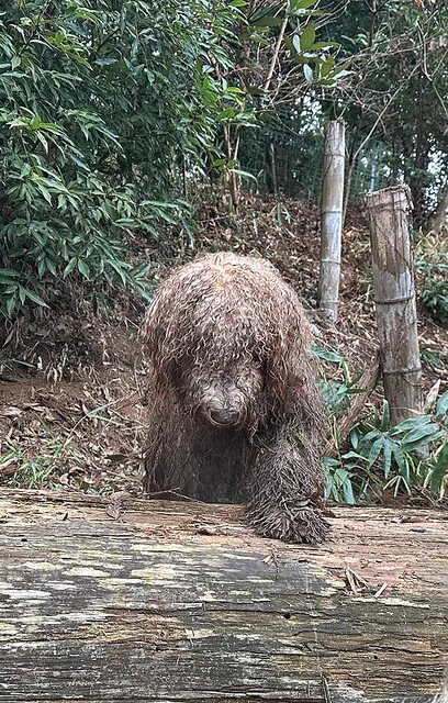 もしかして未知の生物！？森の中から謎の生き物登場！