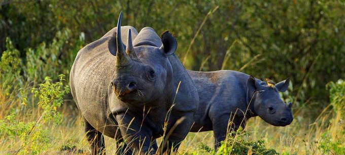 Nature Expeditions Africa (@nature_exp) on Twitter photo Get away from the hustle and bustle of everyday life and explore the wonders of nature at Aberdare N. P. You’ll experience an unforgettable adventure that you’ll be sure to remember. #AdventureAwaits #NatureLovers
For bookings:
☎+254 – 748 717 387
📧info@natureexpeditions.com Get away from the hustle and bustle of everyday life and explore the wonders of nature at Aberdare N. P. You’ll experience an unforgettable adventure that you’ll be sure to remember. #AdventureAwaits #NatureLovers
For bookings:
☎+254 – 748 717 387
📧info@natureexpeditions.com