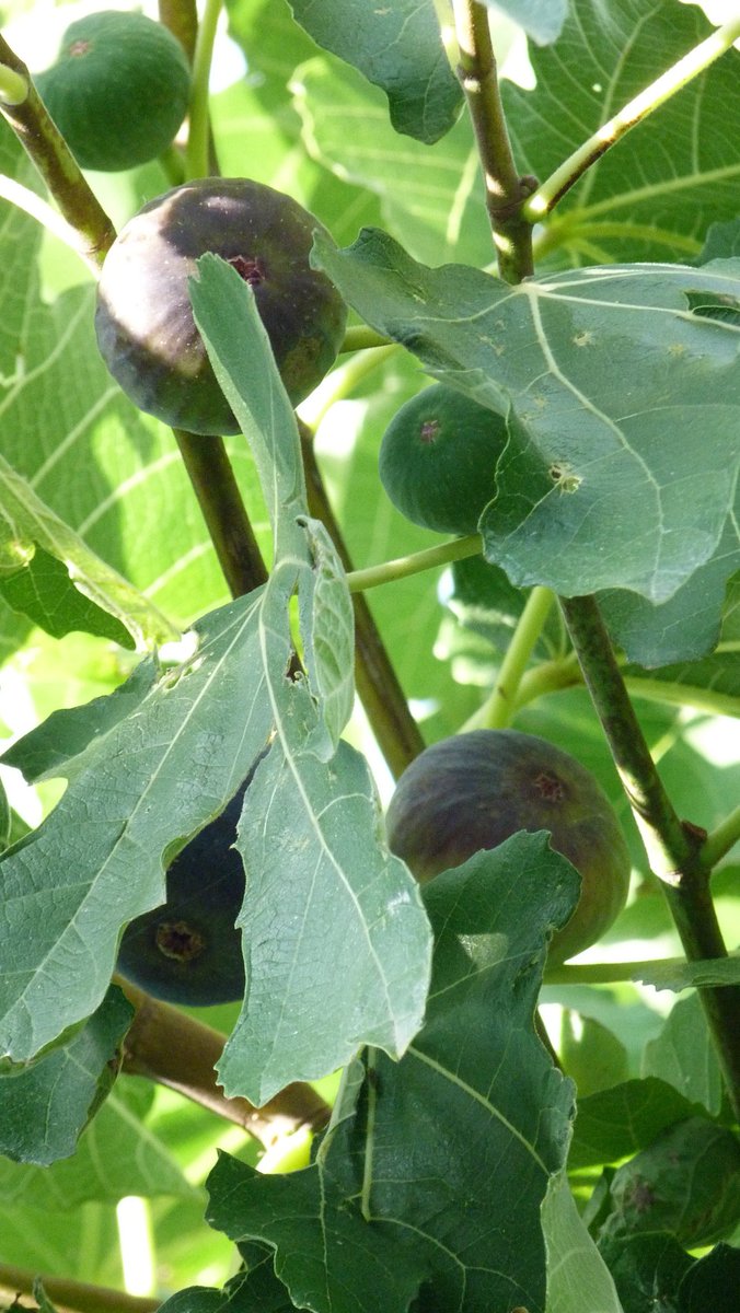 LilGirlBlueugz's tweet image. Fraîches en été
Puis sèches toute l'année
Goût miel fruité
💚☀️💜
Bon réveil à tous ! Vitaminé, c'est encore mieux.
#Haïku #photography #figues
