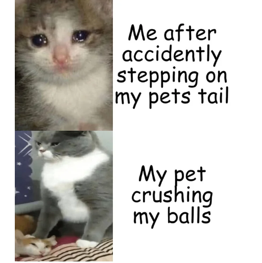 WholesomeMeme's tweet photo. https://t.co/26HSJuVYMw