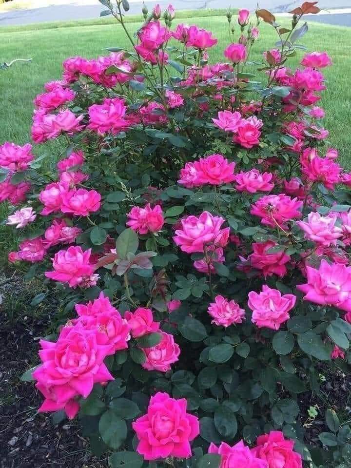 आदुरो $ जिन्दगी 🌹🌹🌹 (@premgur34602625) on Twitter photo 