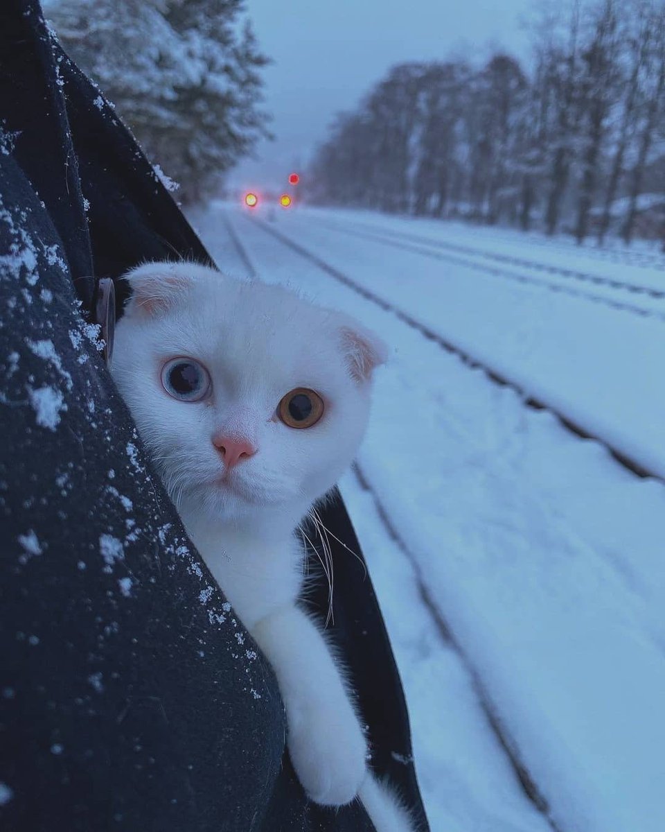 bir kedi fotoğrafı bırak 🐈