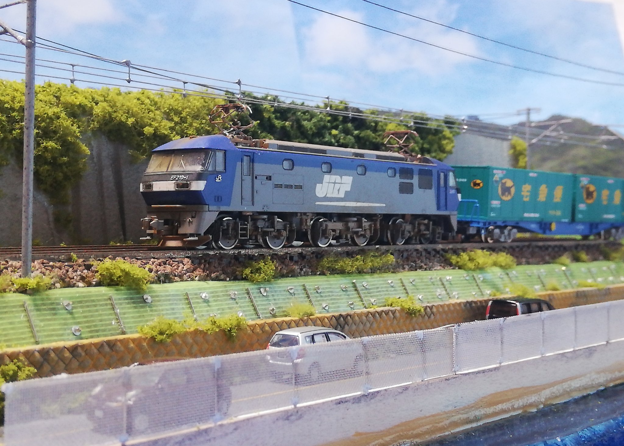 エゾギク/アスター on X: 