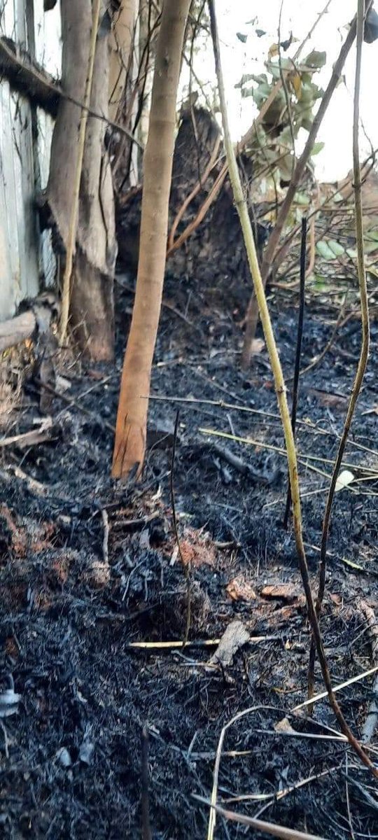 The extreem Orthodox trying to burn a mosque in ethiopia, guraghe, enor.
The trial was failed because of muslims.
