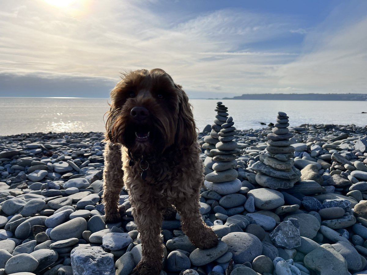 Ash Rees tweet media