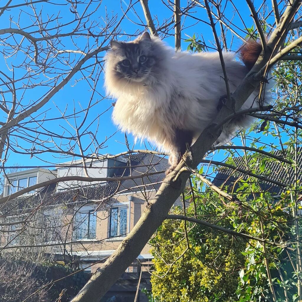 NuggetKiwi's tweet photo. Nugget suddenly likes to climb this tree 😅 #cats #catsoftwitter #ragdolls #cute https://t.co/ETjd8PMjvd https://t.co/5xOC1niOPP
