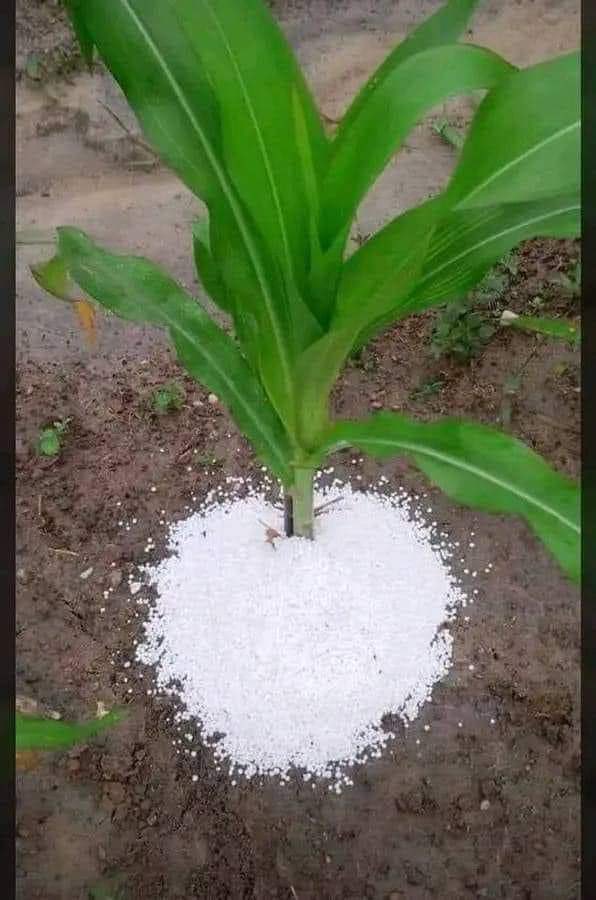 Iwe neni tine basa! This is 'how not to farm'!  Crop abuse is real!