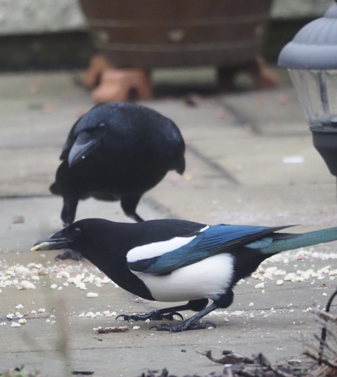A few of the visitors to the garden during #BigGardenBirdWatch2023 Is the one on the feeder alone a Siskin? Not seen one in the garden before. Also had a Rook pop in and he kept an eye on how much the Magpie was eating!#BirdsOfTwitter #birdphotography #NaturePhotography