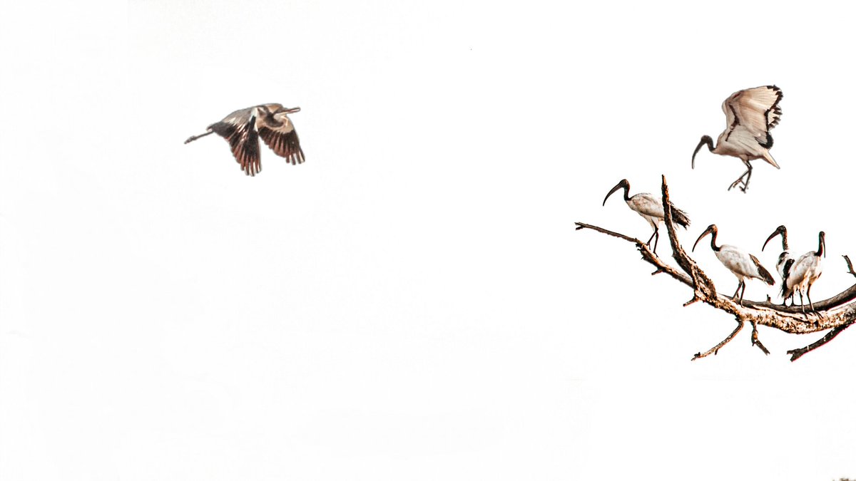 White Ibis.
📸Johann van der Linde. 
#photooftheday #photography #photographer #photographylovers #PhotographyIsArt #fineart #fineartphotography #SouthAfrica #wildlifephotography