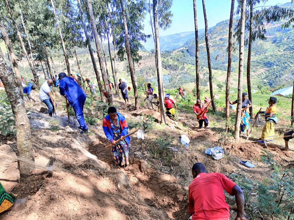 les2AA's tweet image. dans le Secteur #Kisaro dans les activités 'Commonwealth.

Les activités communautaires dans le secteur de #Kisaro #rulindodistrict se sont concentrées sur la création et la suppression du contrôle de l'érosion dans la forêt de Gatovu, afin de préserver les terres qui ont été