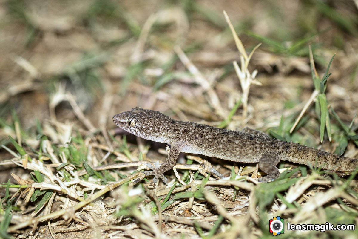 Leaf Toed Gecko bit.ly/3hgbdOL Lizards #leaftoedgecko #geckolizard #lizards #lizardeye #reptilesofIndia #smalllizards #endemiclizardsgujarat #wildlifephotography #twitternaturecommunity #canonmacrophotography